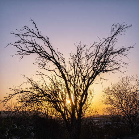 Silhouette of a tree on a sunset background.