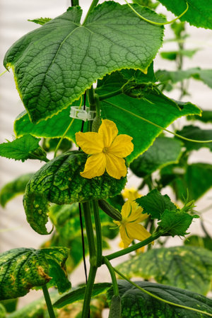 Green bush with the yellow flower of cucumber,の写真素材