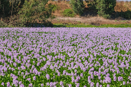 Field with common water hyacinth or Eichhornia crassipes flowers.の写真素材