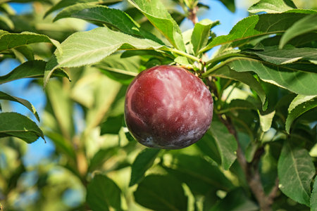 Plum fruit on a branch against a background of green leaves.