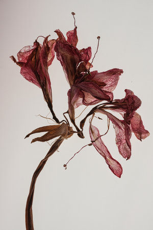 Dried Amaryllis flower on a white background.