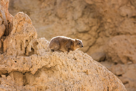 Rock Hyrax or Procavia Capensis in the National Park Ein Gedi, Israel.の素材 [FY310196970399]