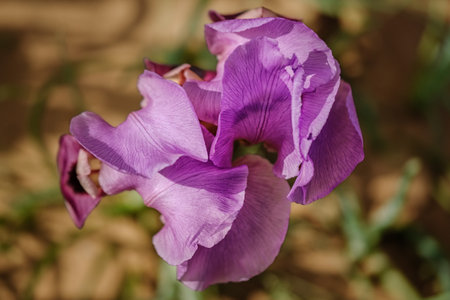 Colorful iris flower close up in the field.の写真素材