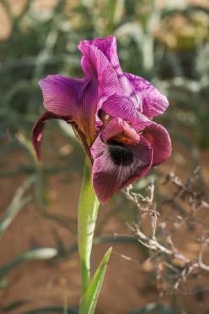 Colorful iris flowers close up in the field.の写真素材