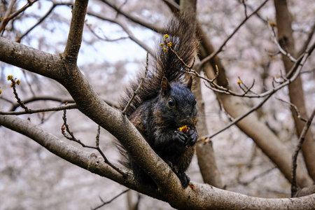 Squirrel sitting on a tree and eating a nut.の写真素材