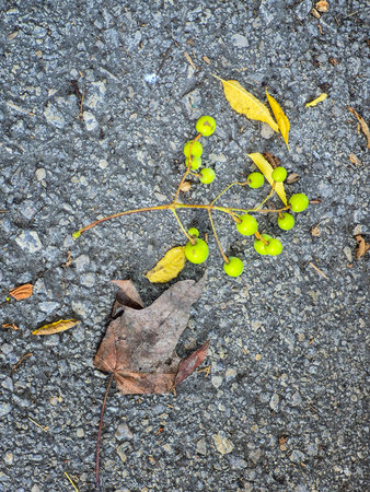 Green berries and dry leaf on asphalt pavement.
