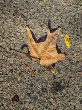 Dry autumn leaf on rough asphalt surface outdoors.の写真素材
