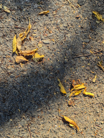 Yellow dry leaves scattered on ground with shadows.の写真素材