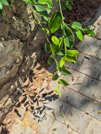 Green leaves with shadow on stone wall and pavement outdoors.