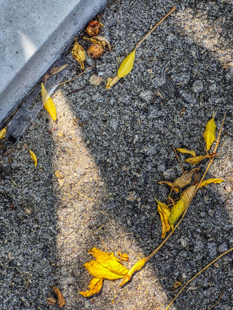 Yellow autumn leaves on asphalt road with sunlight shadow.の写真素材