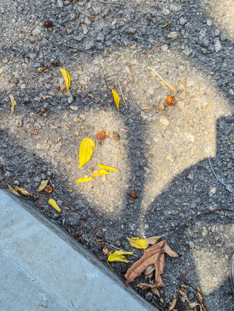 Yellow autumn leaves and dry foliage on asphalt pavement with shadows.の写真素材
