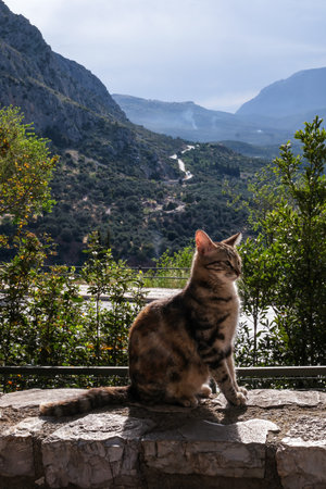 Cat Sitting on Stone Wall with Mountain Landscape.の写真素材