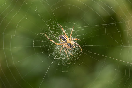 Orb-Weaver Spider Resting at the Center of its Intricate Web.