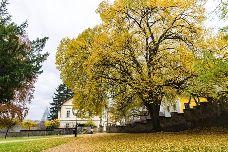 Big beautiful Autumn tree with falling yellow leaves in the park in Europe