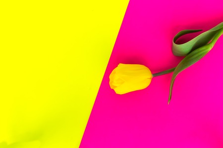 Yellow tulip flower on colorful background with copy spaceの写真素材