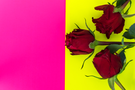 Teen floral frame background, Valentines day background, Red roses on colorful backgroundの写真素材