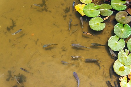 Background of fish in lake in water and lotus leaves, natural textureの写真素材