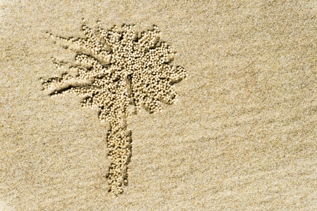 Palm tree drawn in the sand on flat surface beach. Summer background and Beach texture. Copy space.の写真素材