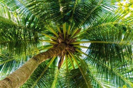Coconuts palm tree perspective view from floor high upの写真素材