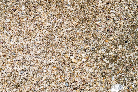 Shell fragments on the seashore. Background. Texture. Wallpaper