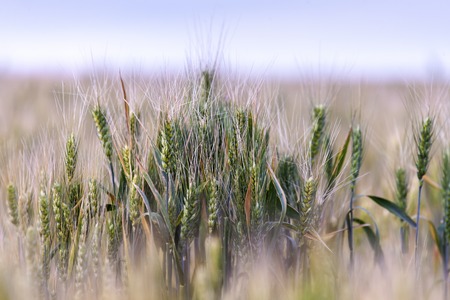 Wheat field. Ears of golden wheat close up. Ripening ears of wheat field with blurred background. Farm of agriculture in countryside.の写真素材