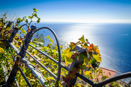 Leaves of grape in vineyard on background sea in Nocelle village - Amalfi Coast, Italyの写真素材