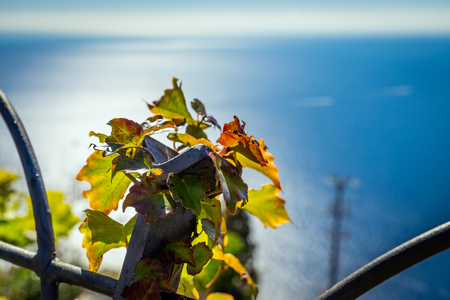 Leaves of grape in vineyard on background mediterranean sea in village on Amalfi Coast in Italyの写真素材