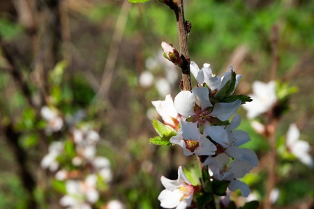 Spring flowers. Blossoming tree branch close up. Spring season of natureの写真素材