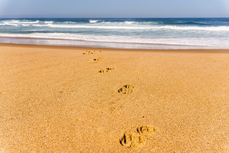 Dog footprints track on sandy beach of Atlantic ocean shore in Portugalの写真素材