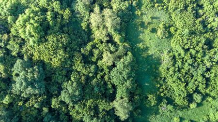 Aerial view spring forest. Natural green background. Photo from the droneの写真素材