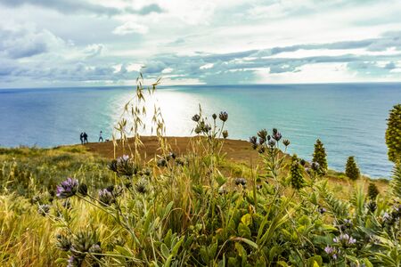 Beautiful flowers and plant at sunset at Atlantic coast on madeira island, Portugalの写真素材