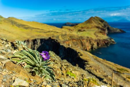 Flower on rocky coast in Madeira Atlantic coastline. Portugalの写真素材