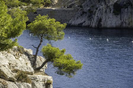 Pine tree in front of blue turquoise water of calanque de sormiou, calanque national park, south...