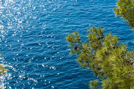 Pine tree in front of blue turquoise water of calanque de sormiou, calanque national park, south france, marseille, mediterranean sea, cassisの写真素材