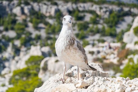 portrait of seagull. Seagull looking to lens. with copy spaceの写真素材