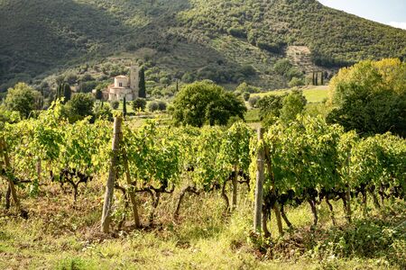 vineyards of Brunello in the Monastery Sant'Antimo, near Montalcino, Tuscany, Italyの写真素材