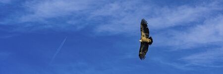 Griffon vulture taken from above while flying in the Verdon Gorges in France. Hunter looking for sacrifice. Wide banner.の写真素材