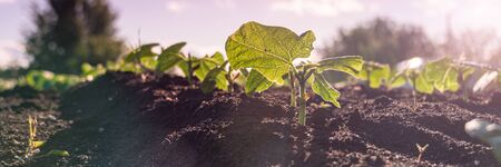 Green sprout growing from ground, new life or start or beginning concept. Wide bannerの写真素材