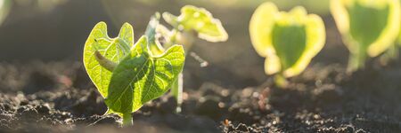 Agriculture plants seedling growing in garden and sunlight. New life or start or beginning concept. Wide bannerの写真素材