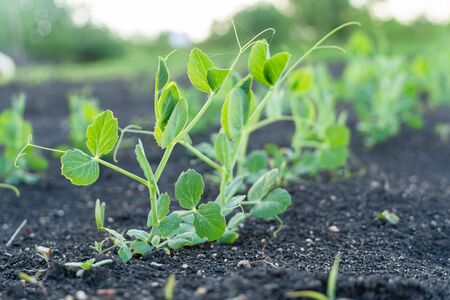 Agriculture plant seedling growing step concept in garden and sunlight. New life or start or beginning eco conceptの写真素材