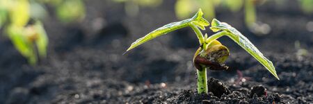 Seedling are growing in the soil with backdrop of the sunlight. Planting trees to reduce global...