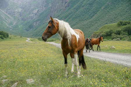 Horses with a foal walking in the mountains on a meadow on a warm summer day.の写真素材