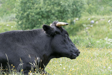 Young black bull lying grazes in a meadow in summer day