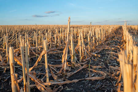 Cut corn stubble and chaff in an autumn field after the harvesting of the maize crop at sunsetの写真素材