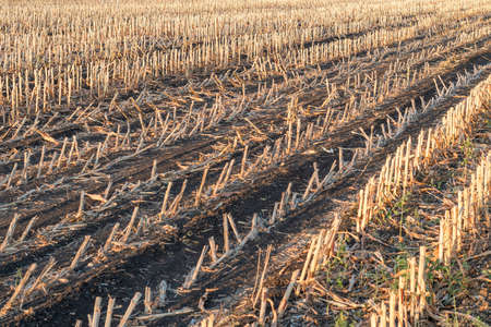 Harvested maize during golden hour with the rows of cut stubble backlit by the setting sunの写真素材