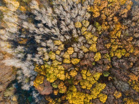 Aerial view of autumn forest. Fall landscape with red yellow green trees