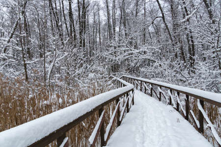 Winter Forest Snow Scene With Deep Virgin Snow And Wooden Path Walkwayの写真素材
