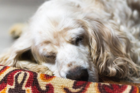 Senior pet spaniel dog is resting and sleeping on floor. Close-up of neb of dogの写真素材