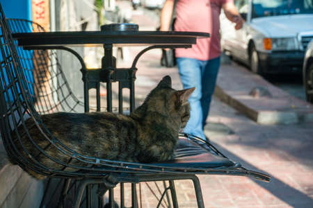 Stray cat rest on chair in street cafe and looking on the Istanbul streets, Turkeyの写真素材