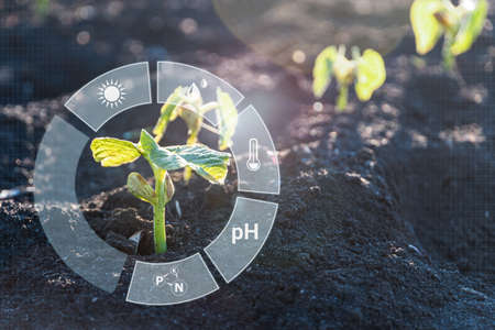 Growing young maize seedling in cultivated agricultural farm field with modern technology concepts. Smart Farming and Agriculture.の写真素材
